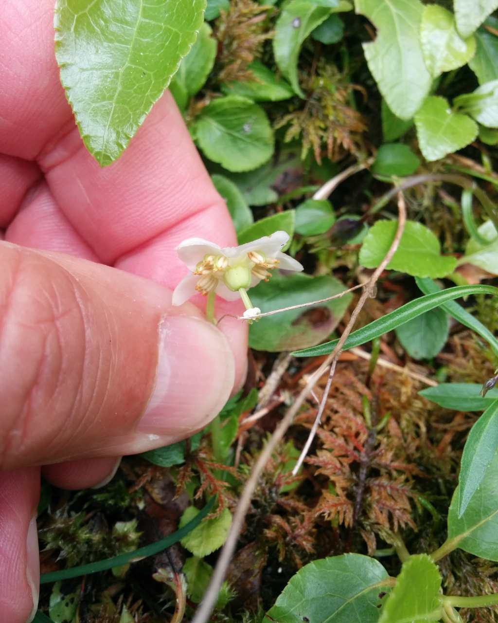 Moneses uniflora